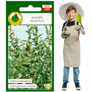 Malwa Prawoślaz wieloletnia medycyna ludowa