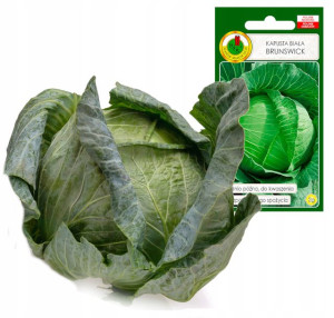Kapusta Biała Brunswick do Kwaszenia duża 2-3kg