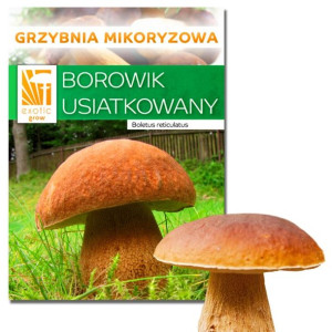 Borowik usiatkowany ŻYWA GRZYBNIA własna UPRAWA