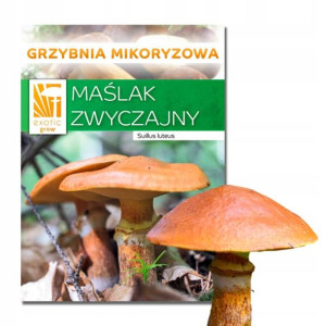 Maślak zwyczajny hodowla w ogrodzie żywa grzybnia