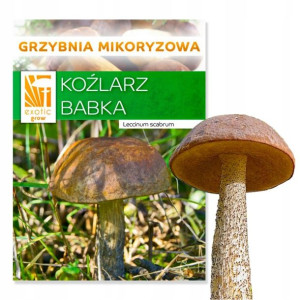 Grzybnia Koźlarz babka Koźlaki żywa grzybnia 150g