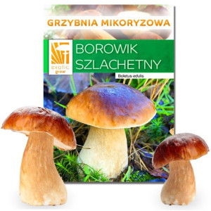 GRZYBNIA BOROWIK Szlachetny PRAWDZIWKI hodowla