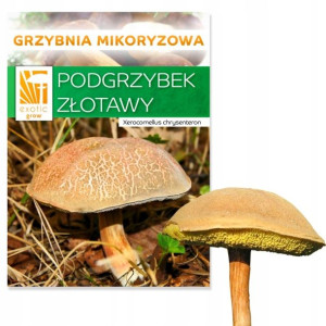 GRZYBNIA Podgrzybek złotawy HODOWLA W OGRODZIE 150