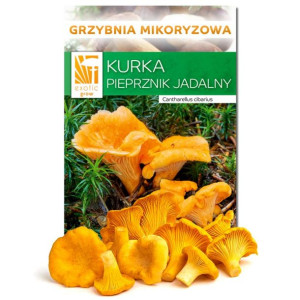 Grzybnia KURKA Pieprznik Jadalny Hodowla Ogród 150
