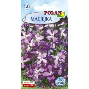 Maciejka Polan