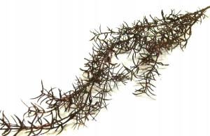 U170 asparagus Gałązka BROKAT brown 70 cm