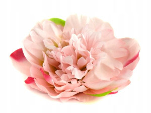 Peonia tafta główka Kwiat Pink/Green/Fuchsia