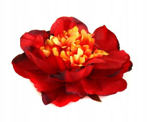 Peonia tafta główka Kwiat Red/Cream
