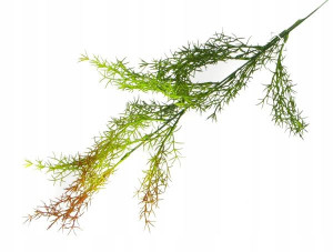 ASPARAGUS Gałązka trawa 65 cm red