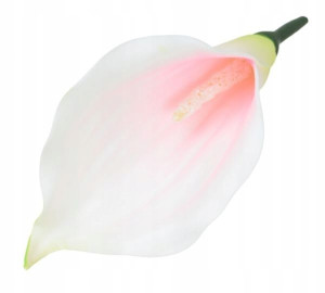 Kalla główka kwiat KALIA white/lt.pink