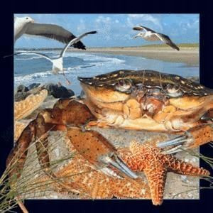 Magnes 3D Krab Worth Keeping