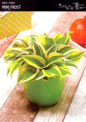 Funkia 'Mini Frost' – cebulka 1 szt.