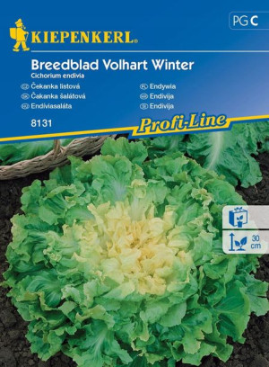 Endywia 'Breedblad Volhart Winter' – Kiepenkerl