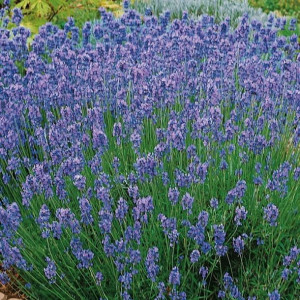 Lawenda wąskolistna Hidcote Blue Strain Kiepenkerl