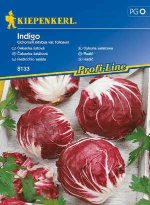Cykoria sałatowa Indigo Kiepenkerl