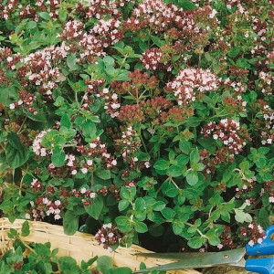 Oregano lebiodka - nasiona Kiepenkerl