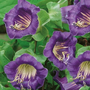 Kobea pnąca Violette Glocke - nasiona Kiepenkerl