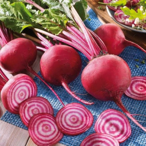 Burak ćwikłowy Chioggia nasiona Kiepenkerl