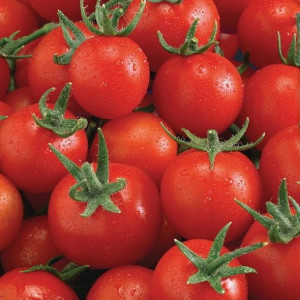 Pomidor cherry Philovita F1 nasiona Kiepenkerl