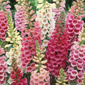Naparstnica purpurowa Excelsior nasiona Kiepenkerl