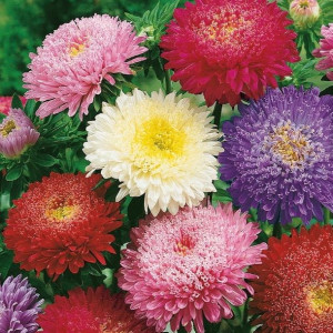 Aster chiński Prinzess Mix Nasion Kiepenkerl