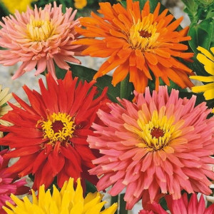 Cynia - mieszanka nasion Kiepenkerl