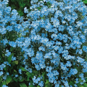 Niezapominajka Heavenly Blue Nasiona Kiepenkerl