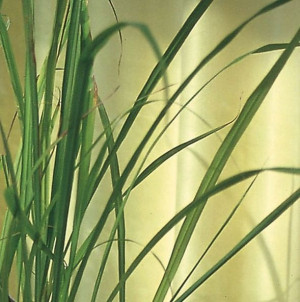 Trawa Cytrynowa East Indian Nasiona Kiepenkerl