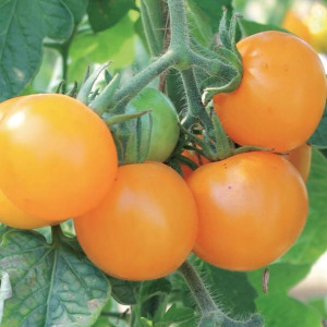 Pomidor Goldene Königin Nasiona Kiepenkerl