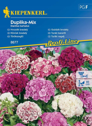 Goździk Brodaty 'Duplika' - Mix Nasion - Kiepenker