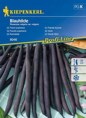 Fasola Tyczna 'Blauhilde' - Fioletowa - Kiepenkerl