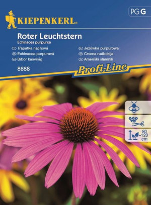Jeżówka 'Roter Leuchtstern' - Purpurowa - Kiepenke