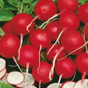 Rzodkiewka Vitessa - Kiepenkerl