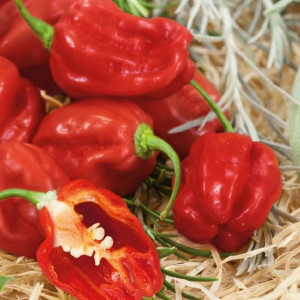 Papryka czerwona 'Habanero' F1 - Kiepenkerl