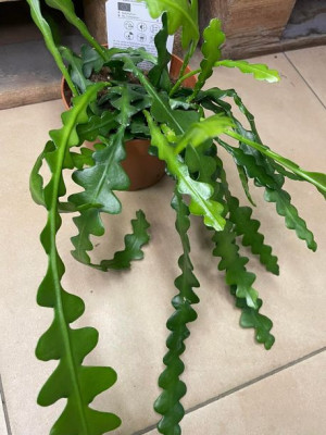 kaktus zygzak | Epiphyllum anguliger