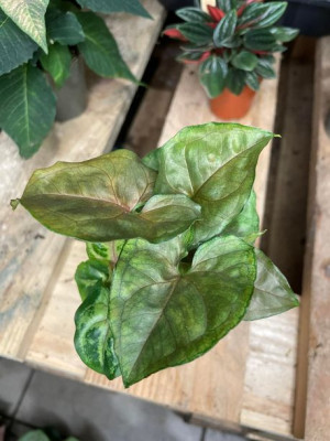 syngonium zroślicha  maria