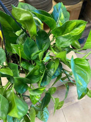 epipremnum global green XL WISZĄCA