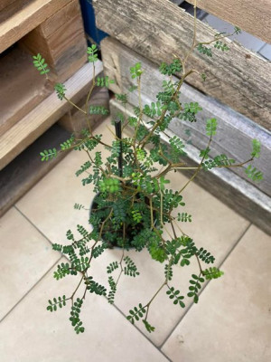 Sophora prostrata 'Little Baby' DROBNE LIŚCIE