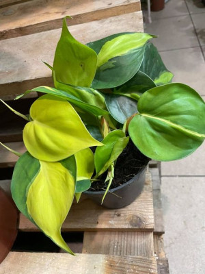 filodendron • philodendron brasil