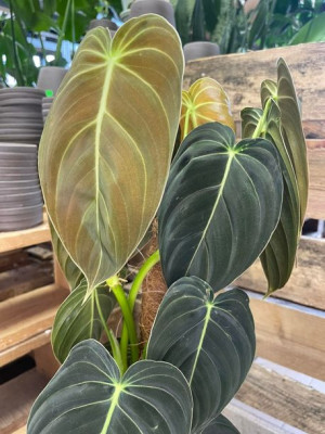 philodendron melanochrysum potrójny  - filodendron