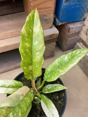 philodendron ring of fire - filodendron