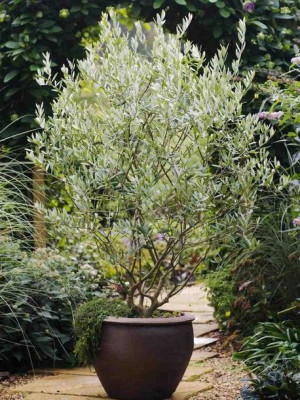 Olea Europaea Oliwka Europejska Drzewko Oliwne