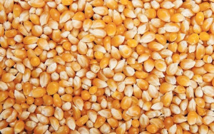 Przynęta naturalna kukurydza paszowa surowa 1kg