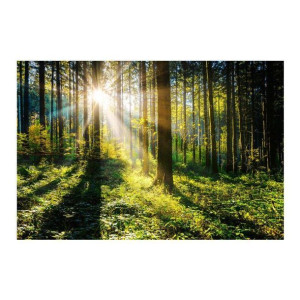 Obraz Glasspik Sunny Forest 80 x 120 cm