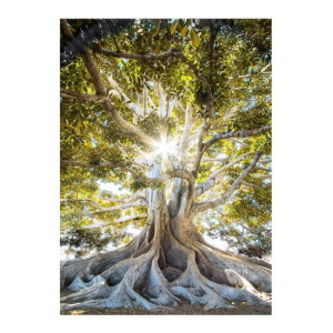 Obraz Glasspik Clear Tree 50 x 70 cm