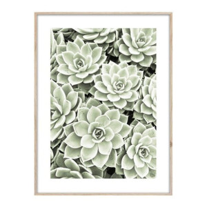 Obraz Artbox Succulents 50 x 70 cm
