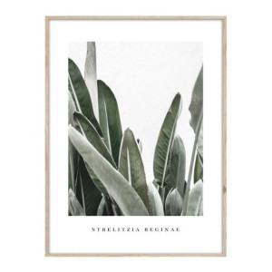 Obraz Artbox Strelitzia 50 x 70 cm
