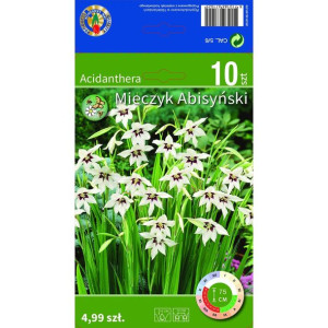 Mieczyk Acidanthera Abisyński 10 szt. cebulki kwiatów
