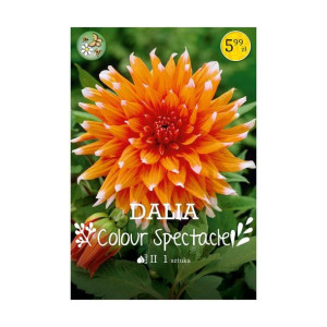 Dalia Color Spectacle 1szt. cebulki kwiatów