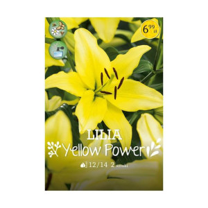 Lilia Yellow Power 2szt. cebulki kwiatów